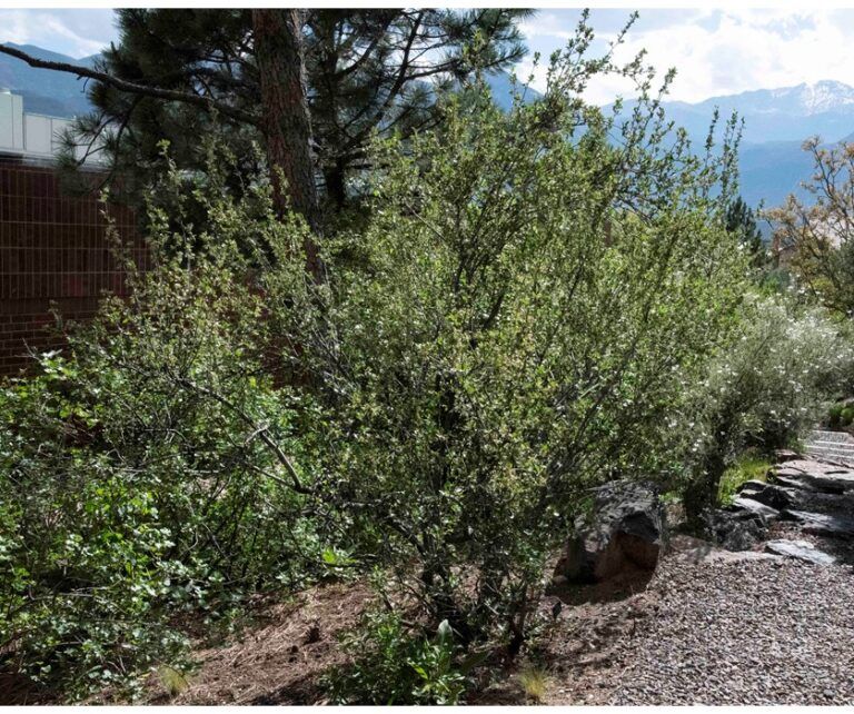 Native Trees For Colorado S Front Range Wild Ones Front Range Chapter