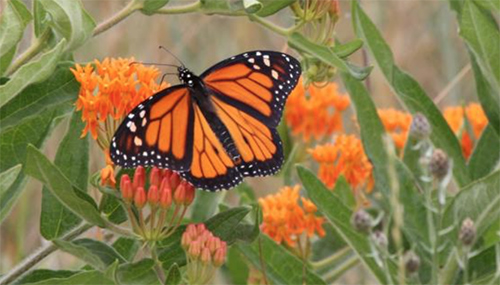 monarch butterfly on an asclepias tuberosa, or milkweed, which is a colorado native wildflower plant