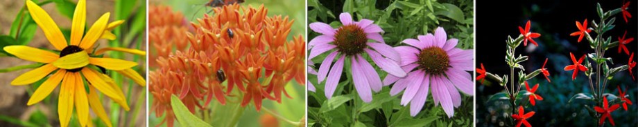 native bees on colorado native wildflower milkweed, asclepias tuberosa. red colorado wildflower scarlet gilla, ipomopsis aggregata. pink colorado native wildflower echinacea angustfolia, narrow leaved purple conflower. yellow colorado native wildflower ratibida columnifera, mexican hat.