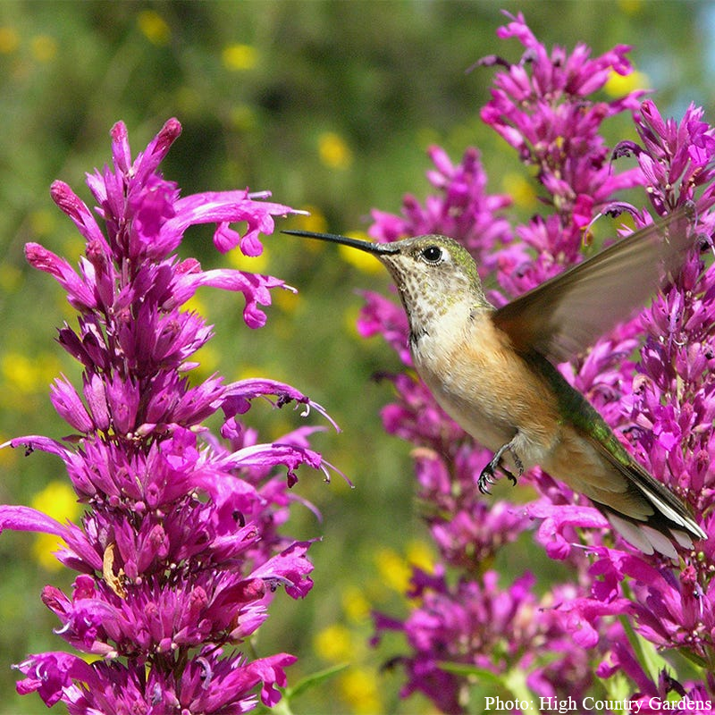 hummingbird drinking from agastache cana, purple hummingbird mint, native colorado wildflower