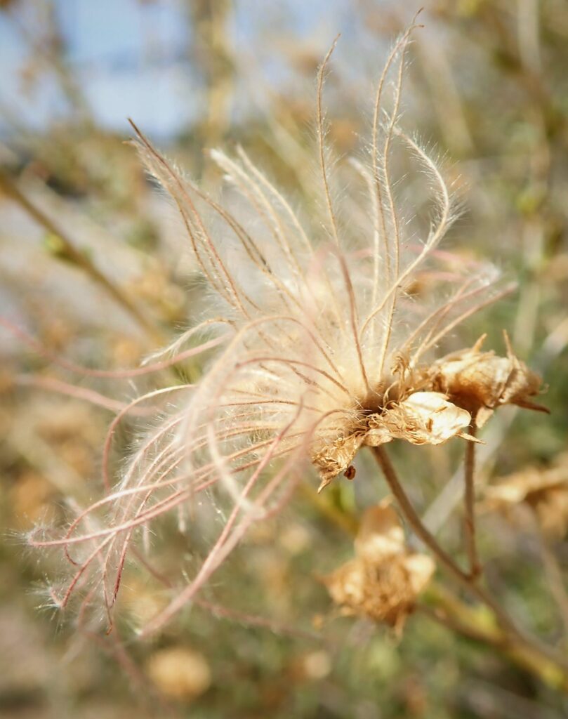 Colorado native shrub, Apache plume, Falluga paradoxa, showy fluffy pink seedheads