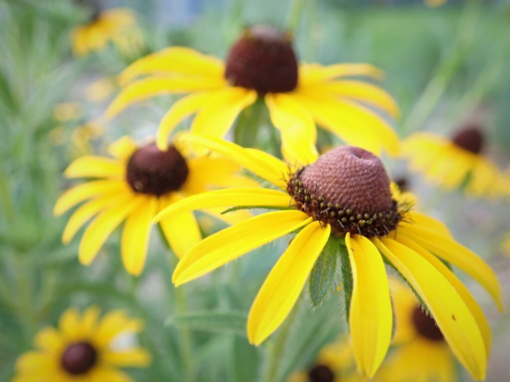 grouping of colorado wildflower rudbeckia hirta, or black eyed susan