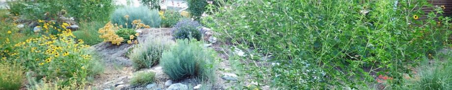 Jonathan Sciarcon's native garden