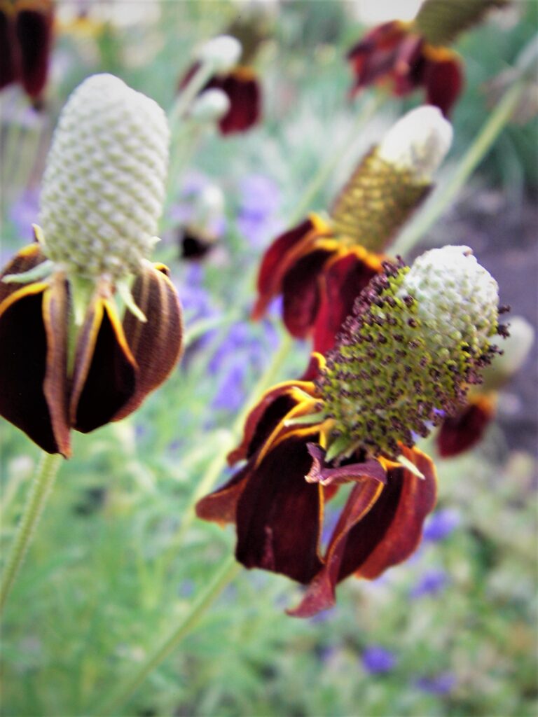 red mexican hat, or ratibida columnifera, colorado wildflower