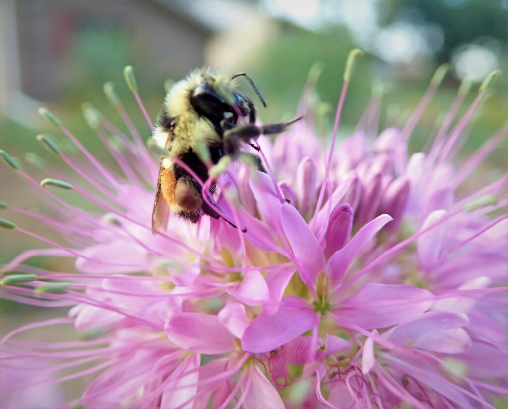 Colorado native bee on Rocky Mountain bee plant, Cleome serrulata, Colorado wildflower