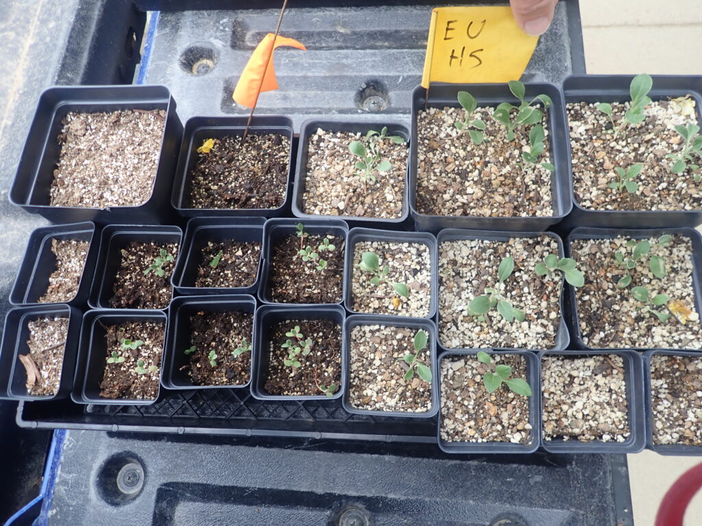 Tray of germinated Colorado native Eriogonum umbellatum seeds. Left half in Black Gold Seedling Mix, right in homemade native mix
