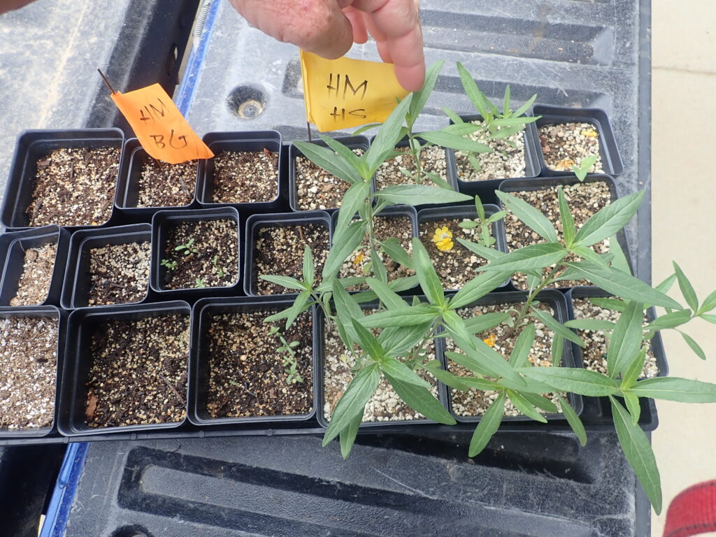 Tray of germinated Colorado native Heliomeris multiflora seeds. Left half in Black Gold Seedling Mix, right in homemade native mix