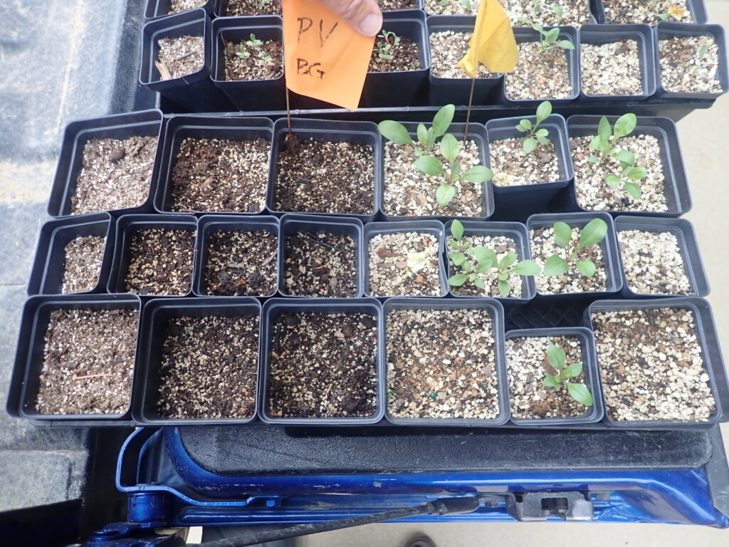 Tray of germinated Colorado native Penstemon virens seeds. Left half in Black Gold Seedling Mix, right in homemade native mix