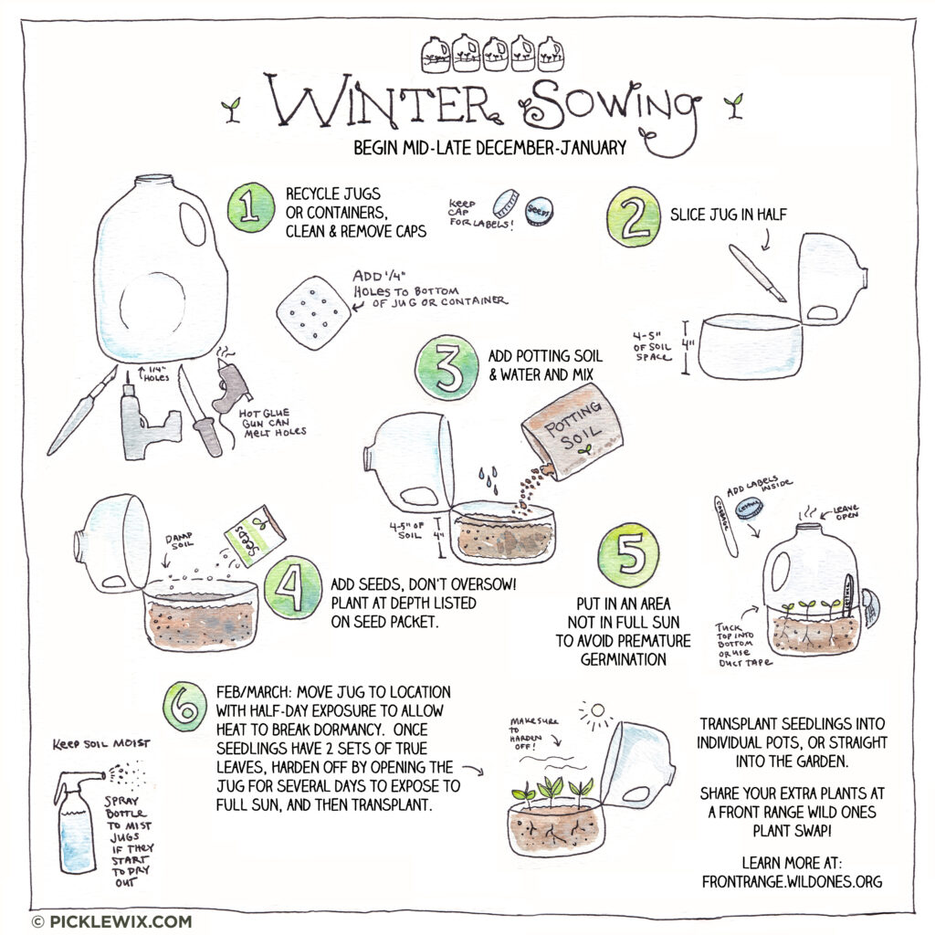 Winter Sowing Native Plants - Graphic for Front Range Wild Ones created by Picklewix.com