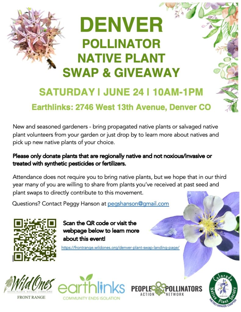 Native Plants - Colorado Front Range | Denver Native Plant Swap.  Native bee visiting asclepias speciosa or showy milkweed, blue columbine wildflower