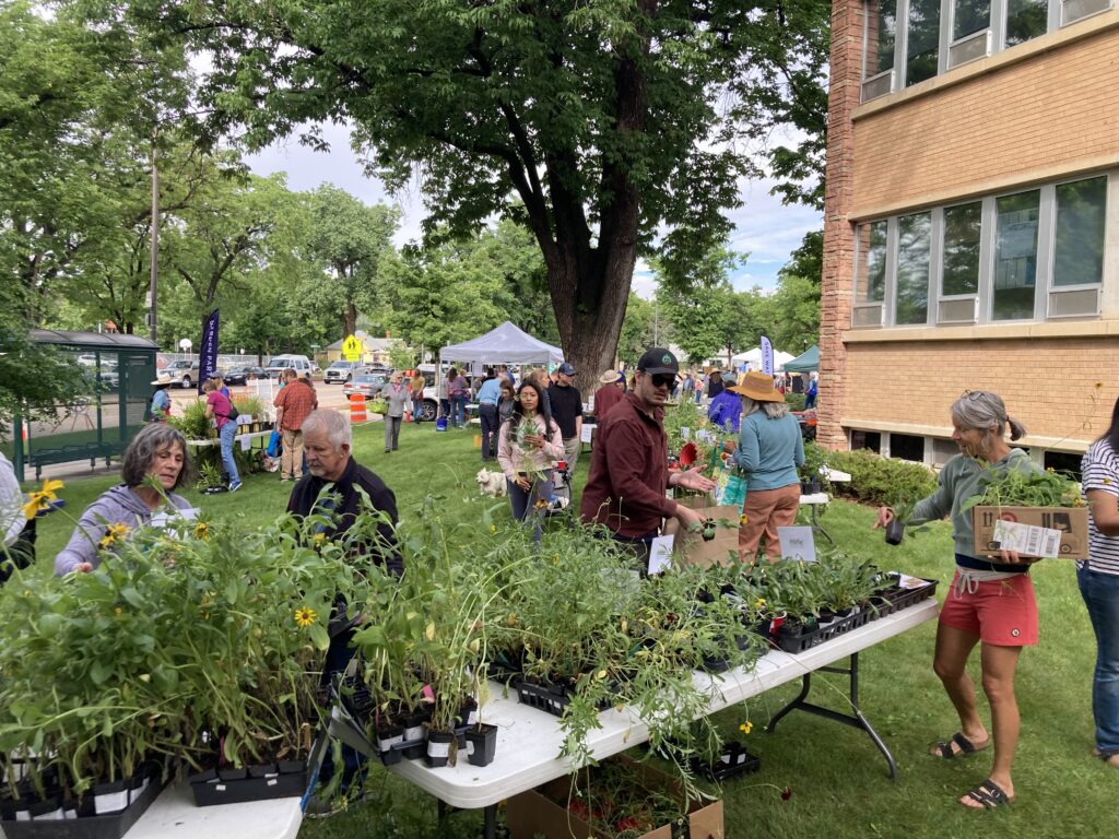 Native and pollinator plant selection at the Fort Collins Plant Swap.  People browsing the plant species.