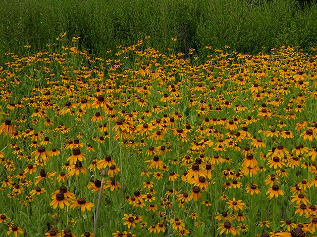 Colorado Wildflowers: Native Plants for Cut Flowers: Rudbeckia hirta - photo by Page Lee courtesy of Ladybird Johnson Wildflower Center
