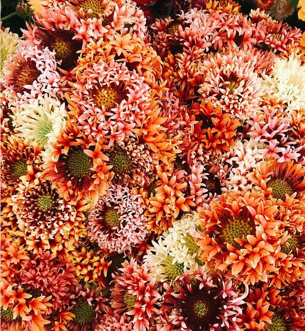 Blanket Flower, Gaillardia pulchella, ‘Lorenziana’ featured on Artemis Flower Farm's website:
"Saw this beautiful photo on Hannah Muller’s Instagram, @farmerhands, and just had to have them! They look like bachelor buttons in warm, deserty colors. She got seeds from Wild Garden Seed."