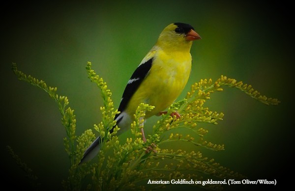 american goldfinch on goldenrod, solidago, colorado native wildflower