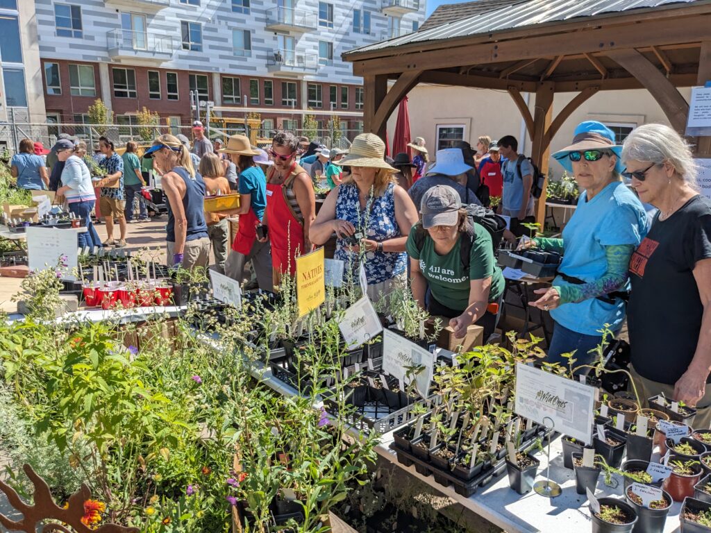 People browsing a wide variety of native plants at the free Denver Plant Swap on June 24, 2023.  This annual event is organized by the Wild Ones Front Range Chapter, Earthlinks, the Colorado Native Plant Society and the People and Pollinators Action Network.