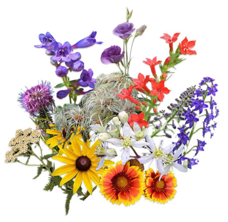 Colorado Wildflowers: Best Native Plants for Cut Flowers