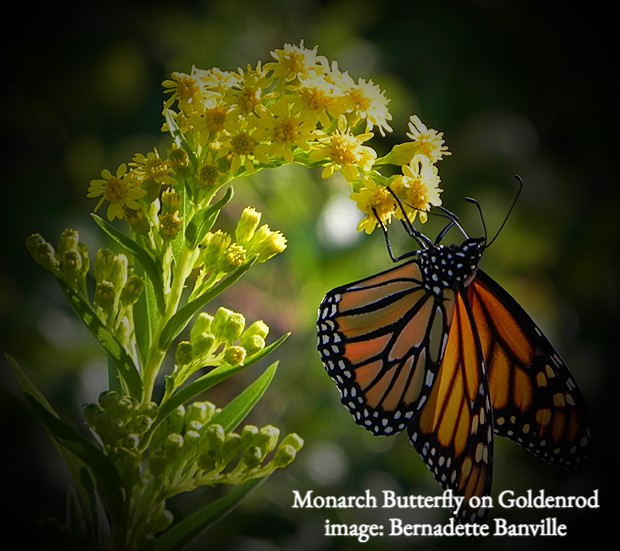monarch on goldenrod, solidago, colorado native wildflower