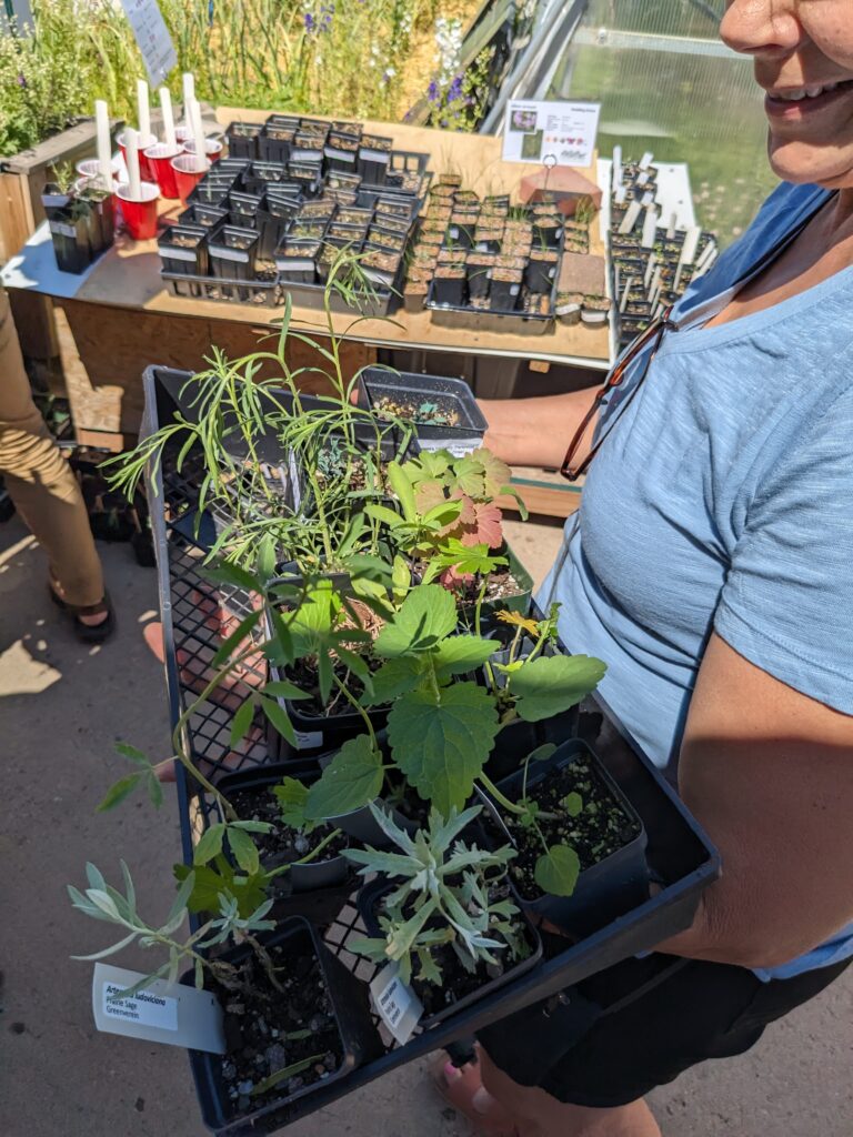 A wide variety of Colorado native plant species were available at the swaps