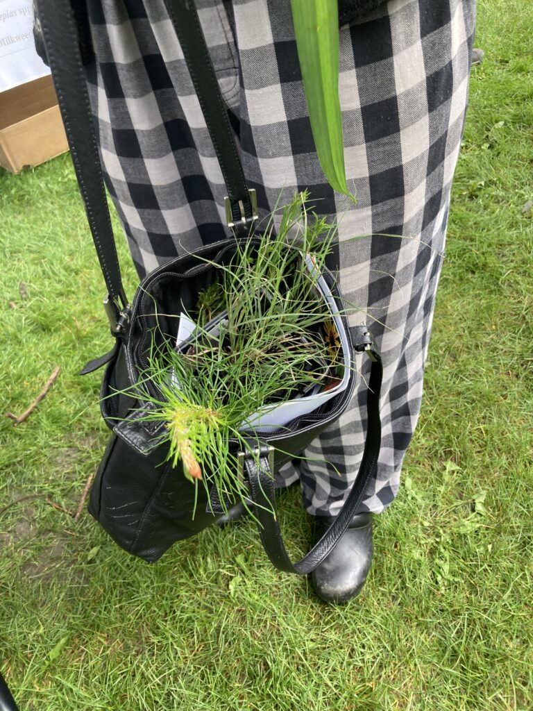 People using whatever container they had to transport some plants at the Fort Collins native and pollinator plant swap.
