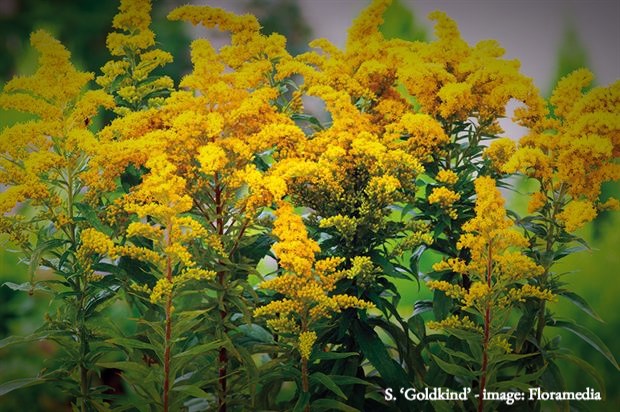 Colorado native yellow wildflower, goldenrod, solidago goldkind