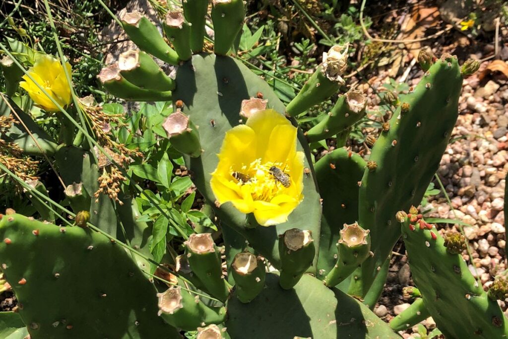 Bees on a prickly pear/optuna bloom.