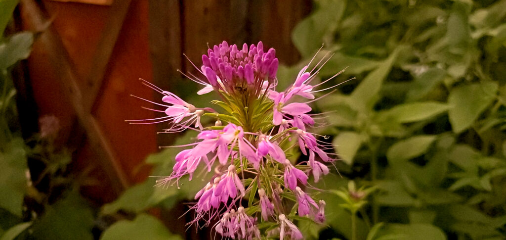 Cleome serrulata/ Rocky Mountain Bee Plant in Ruth's Fort Collins pollinator garden