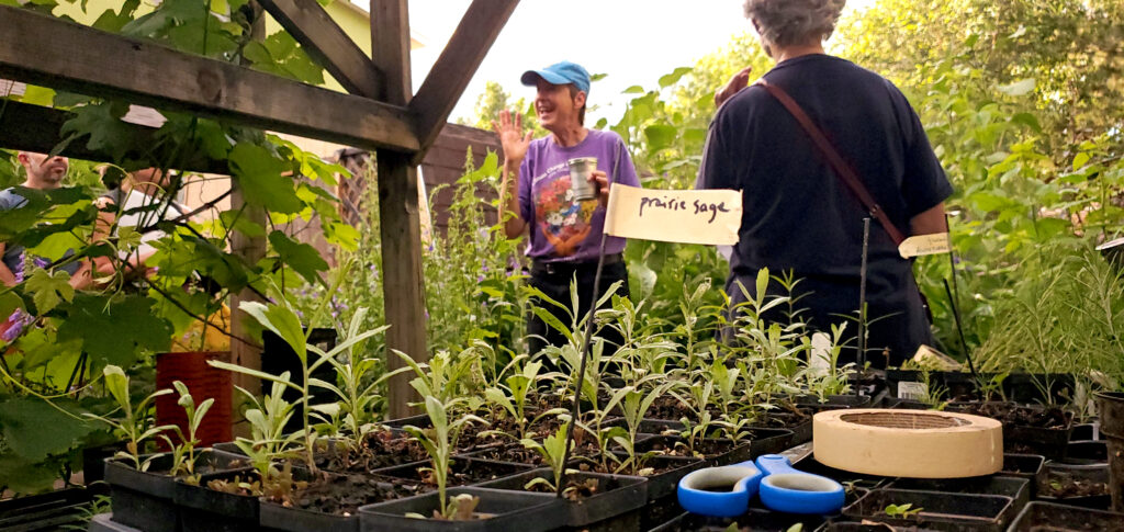 Ruth provided Prairie Sage/ Artemisia ludoviciana seedlings for attendees