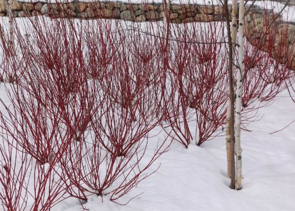 Colorado native shrub red twig dogwood/ cornus servicea's red bark in winter contrasts well with a blanket of snow