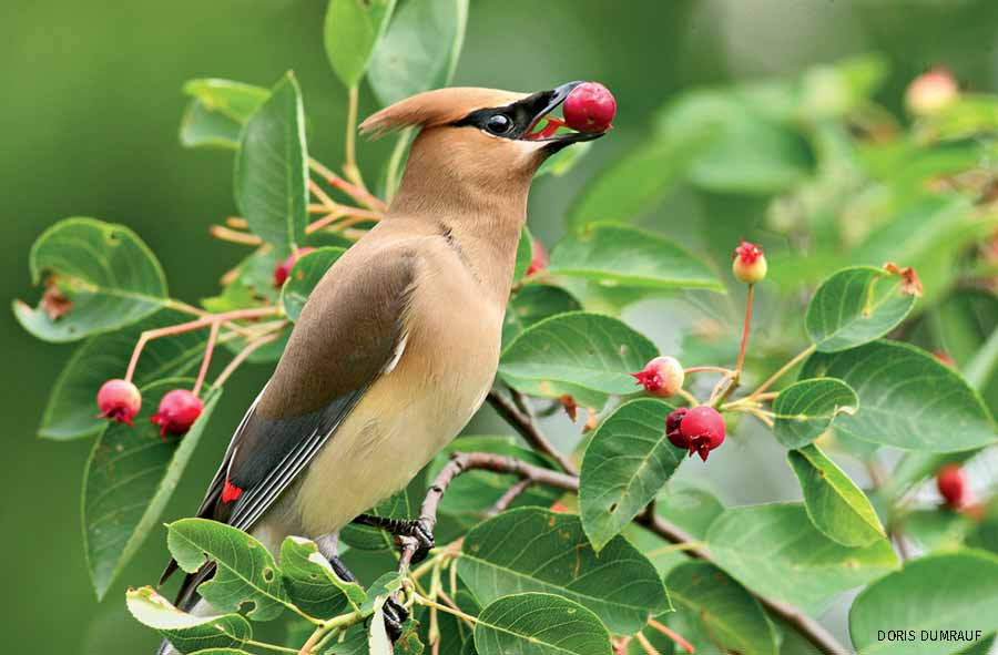 A cedar waxwing feeds on the fruit of the Colorado native Amelanchier alnifolia/Saskatoon Serviceberry.