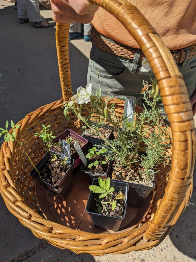 Collection of Colorado native plants from the plant swap and giveaway