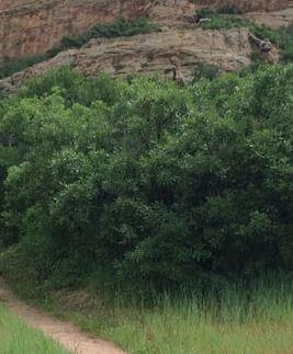 Gambel oak "shrub" in Roxborough Park (Quercus gambelli) 