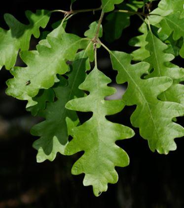 (Quercus gambelli) Gambel oak leaves
