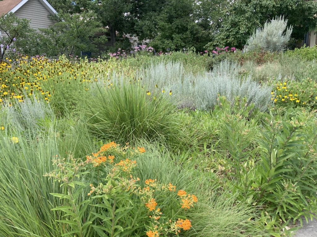 Fort Collins front yard garden filled with Colorado native plants including Asclepias tuberosa, Ratibida columnifera, and Schizachyrium scoparium.