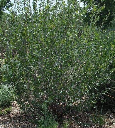 Mountain mahogany (Cercocarpus montanus) shrub