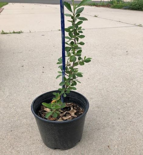 One-year-old Mountain mahogany started from seed and transplanted to a one gallon pot.