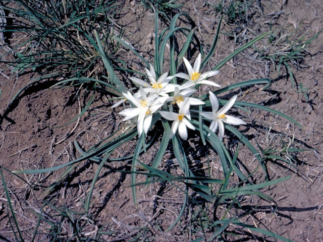 Early Colorado native wildflower spring bloomer Leucocrinum montanum (Star Lily)