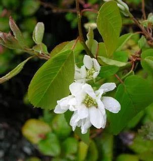 Serviceberry leaves and flower (Amelanchier alnifolia)