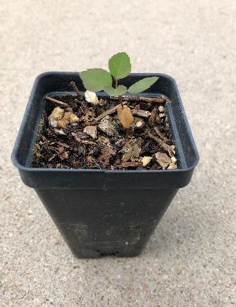 Two-month-old Serviceberry started from seed.