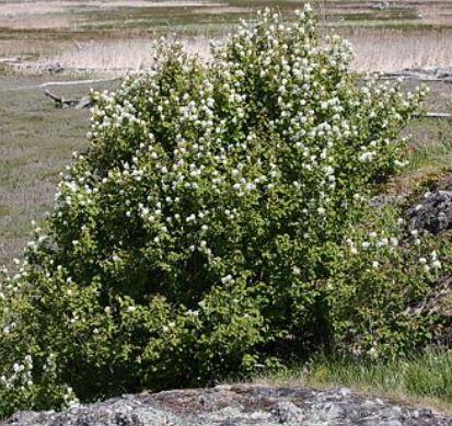 Serviceberry shrub in bloom; (Amelanchier alnifolia)