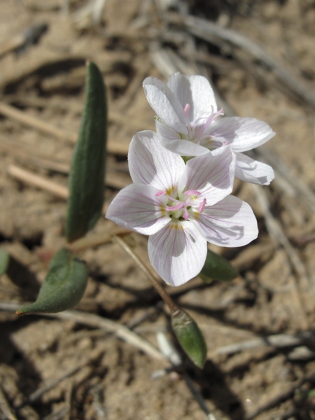Early Colorado native wildflower spring bloomer Claytoni lanceolata var. rosea (Rocky Mountain Spring Beauty)