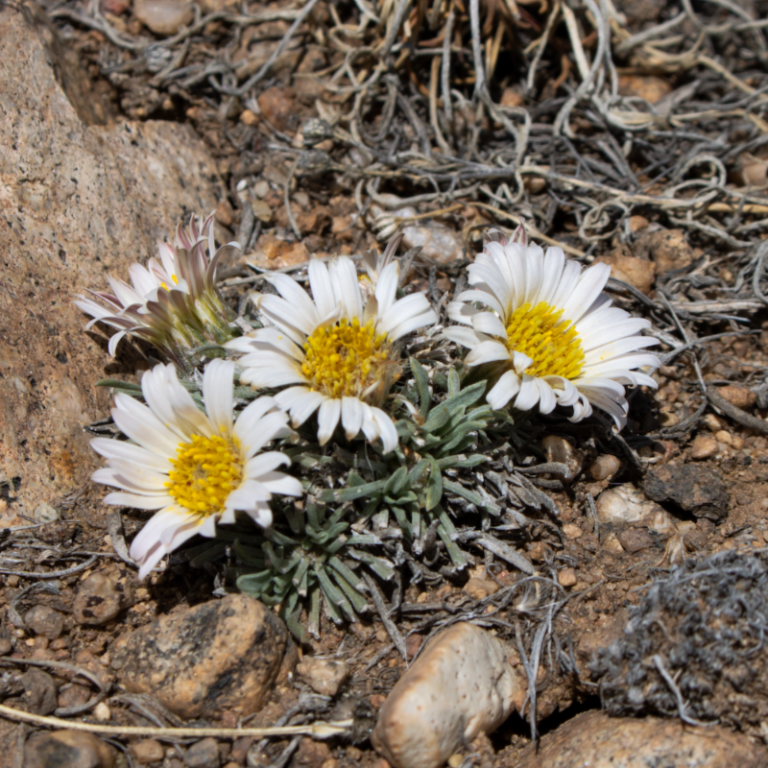 Colorado Native Wildflowers Favorite Early Spring Bloomers Wild