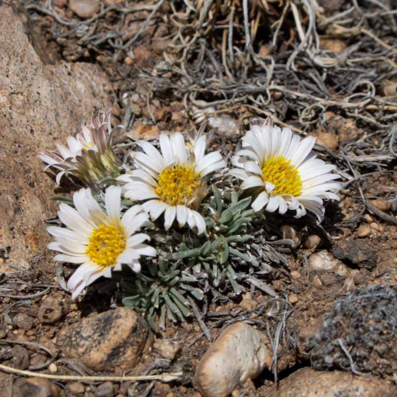 Early Colorado native wildflower spring bloomer Townsendia hookeri (Hooker's townsend daisy)