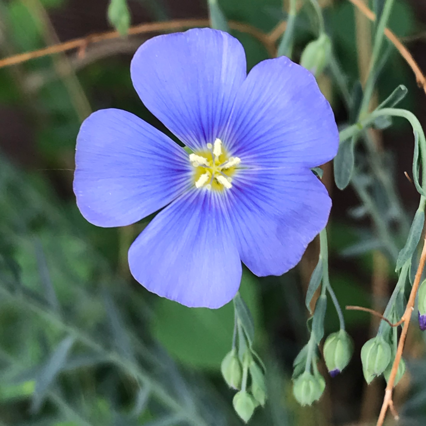 Early Colorado native wildflower spring bloomer Linum lewisii (Blue Flax)