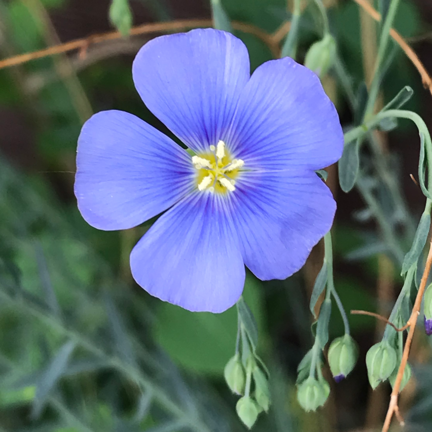 Favorite Early Spring Bloomers