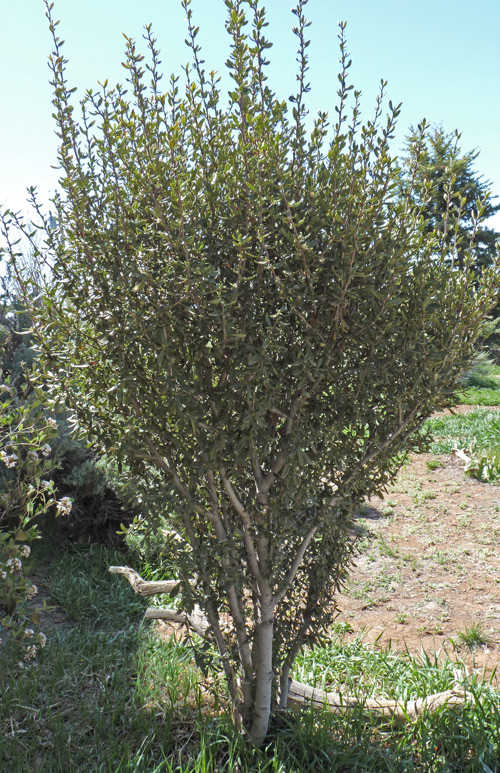 Cercocarpus ledifolius (Curl Leaf Mountain Mohogany) is a large shrub to small tree.  It has curled fuzzy seed heads in fall and it's leaves remain evergreen through most winters.  Photo by swcoloradowildflowers.com.