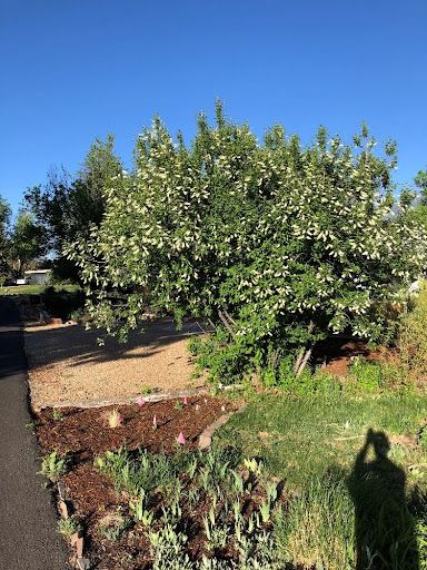 Blooming Chokecherry in the author's yard