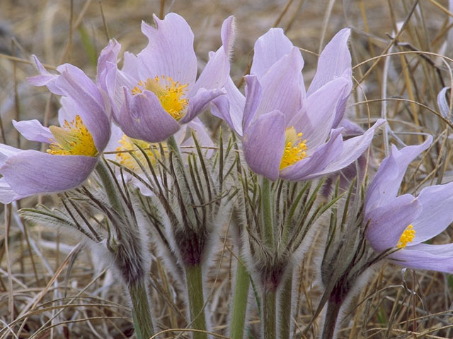 Early Colorado native wildflower spring bloomer Pulsatilla patens (Pasque Flower).