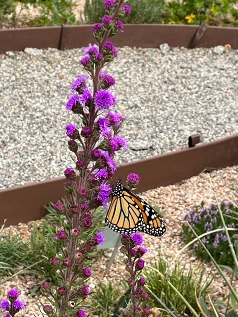 Monarch butterfly on Liatris punctata/ Dotted Blazing Star