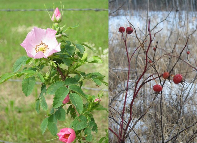 Rosa woodsii's thorns provide secure cover and its rose hips provide winter food for birds.  Photo from Steemit.com.