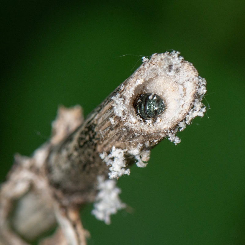 Colorado native bee crawling into stem